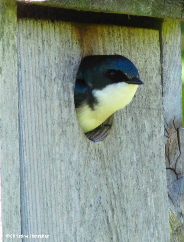 Tree swallow in nest box