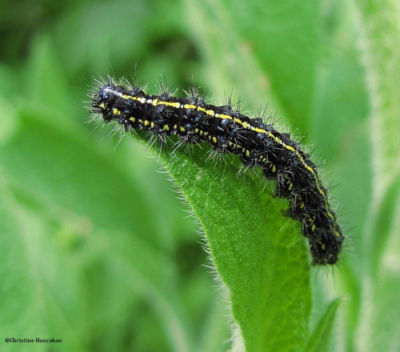 Haploa caterpillar