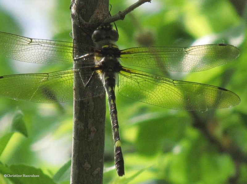 Swift river cruiser (Macromia illinoiensis)