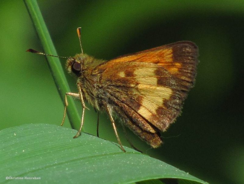 Hobomok skipper (Poanes hobomok)