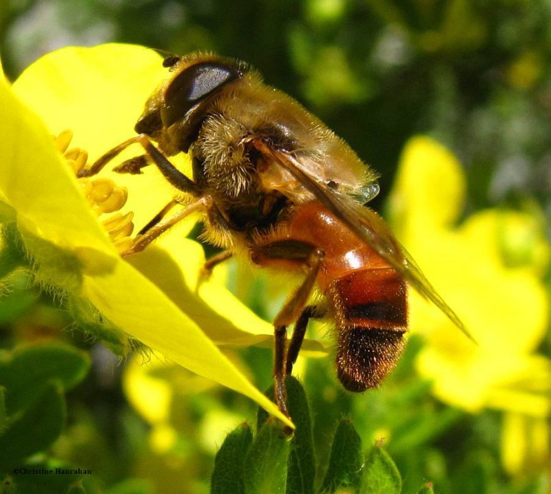 Hover fly (Eristalis sp.)