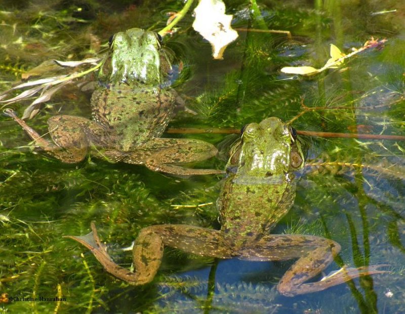 Green frogs (Rana clamitans) in BYG poond