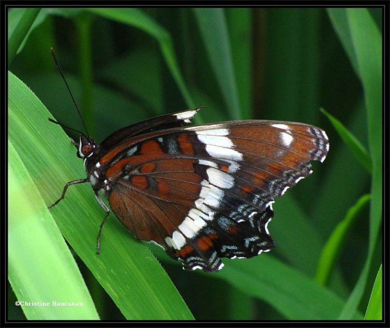 White admiral (Limenitis arthemis)