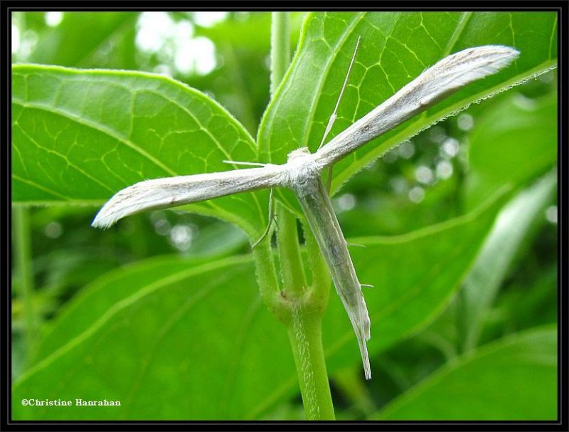 Plume Moth  (Pterophoridae)