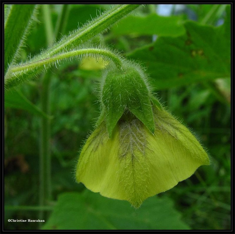 Physalis