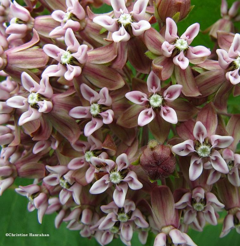 Common milkweed (Asclepias syriaca)