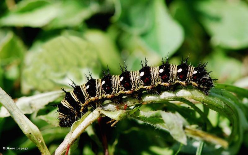 American lady caterpillar  (Vanessa virginiensis)