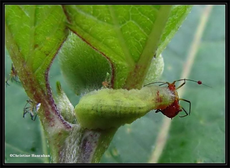 Syrphid larva eating an aphid