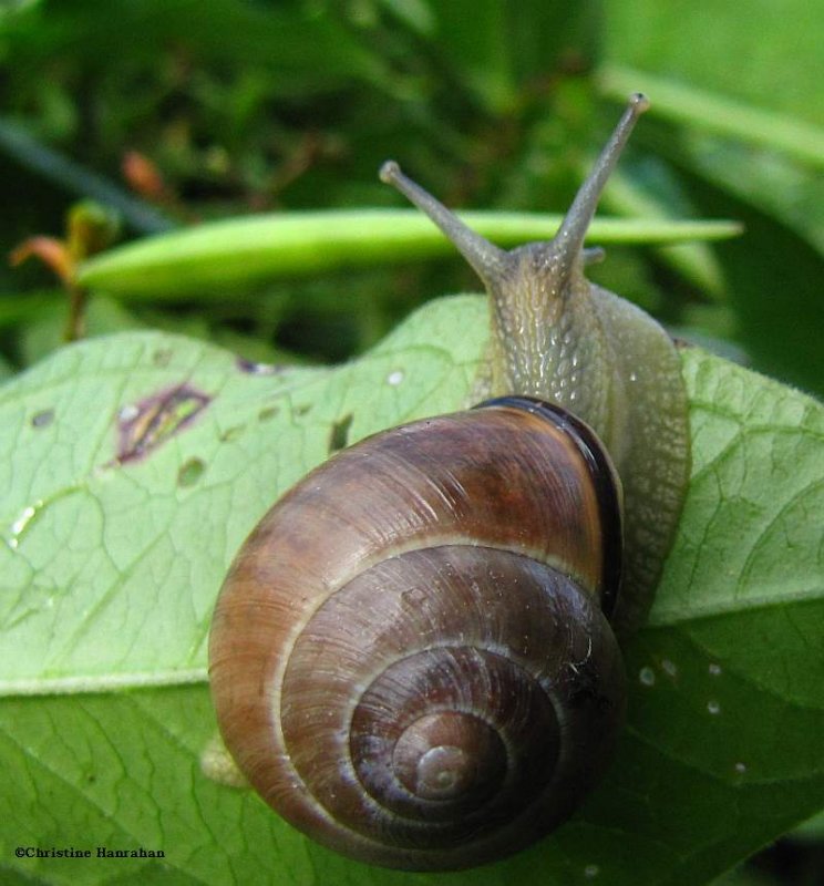 Snail
