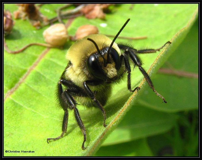 Bumblebee (Bombus)