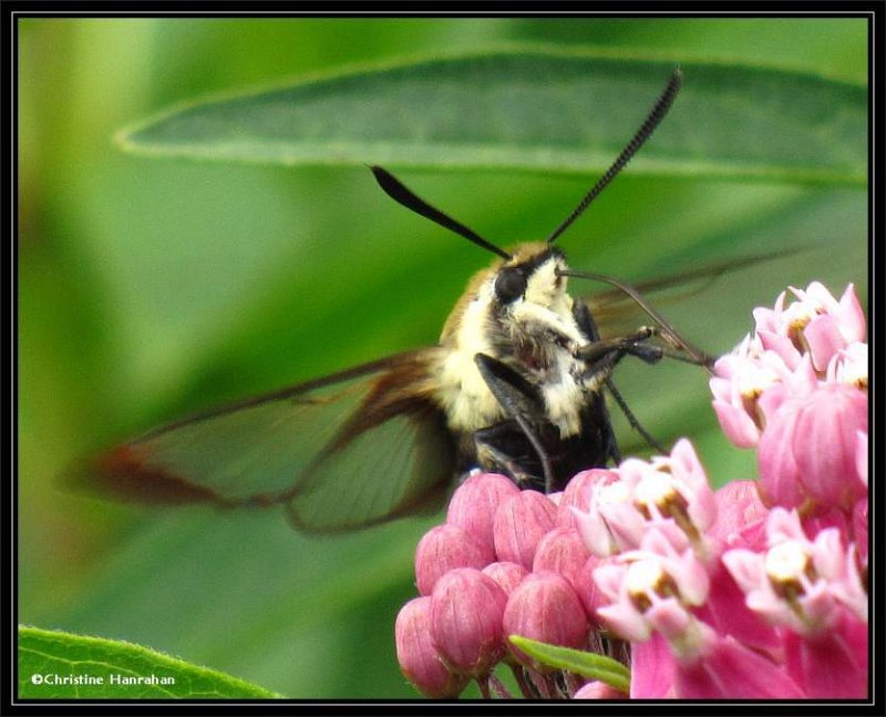 Snowberry Clearwing moth  (Hemaris diffinis)