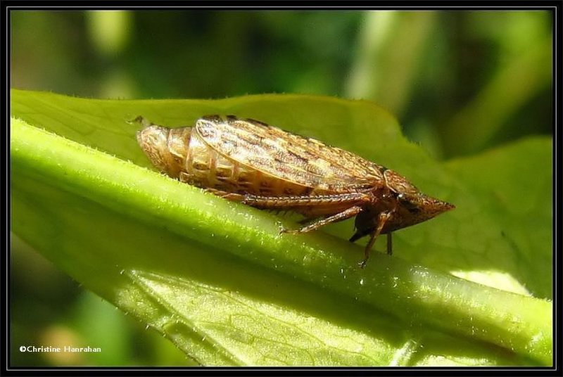Leafhopper, possibly Aphrodes species