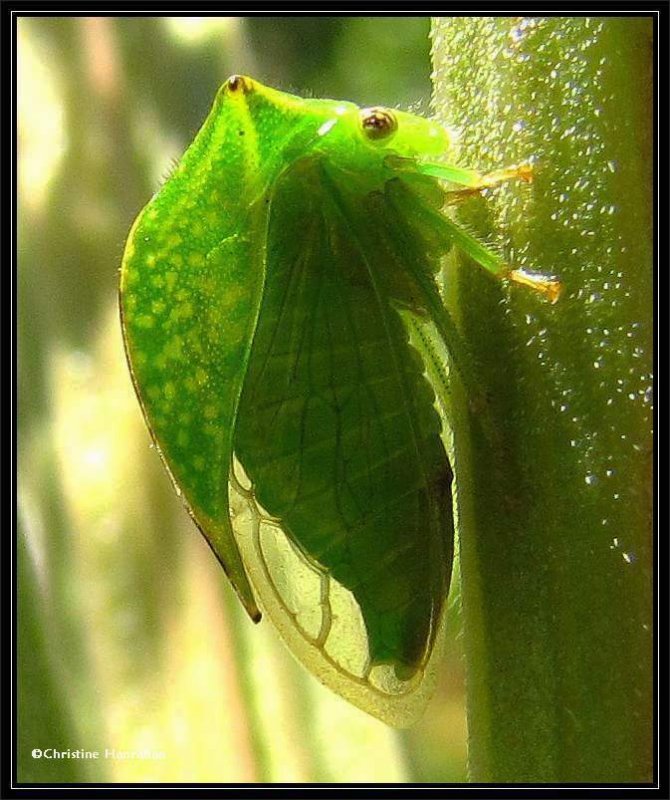 Buffalo treehopper (stictocephala )