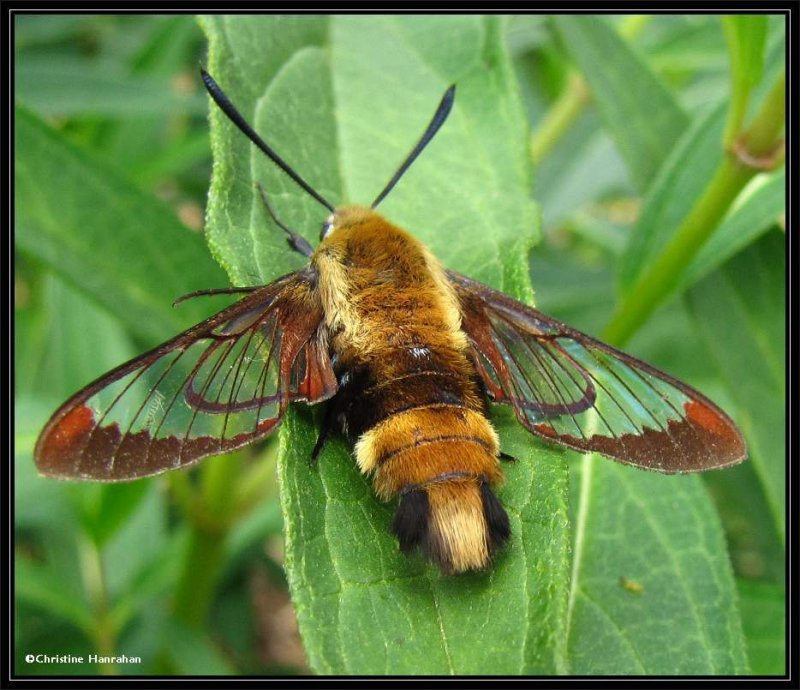 Snowberry Clearwing moth  (Hemaris diffinis)