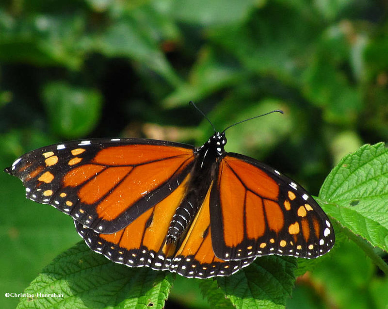 Monarch, male (Danaus plexippus)