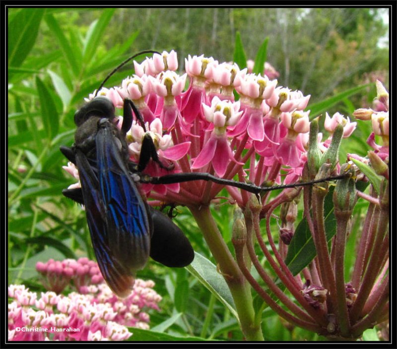 Great black  wasp (<em>Sphex pensylvanicus</em>) on swamp milkweed