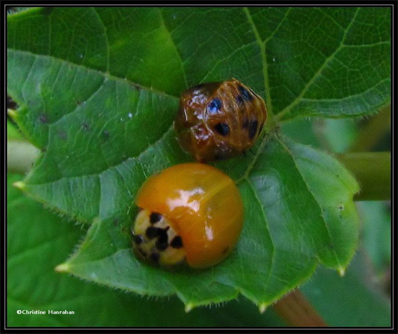 Asian ladybeetle (Harmonia  axyridis), adult just emerged  from pupal case