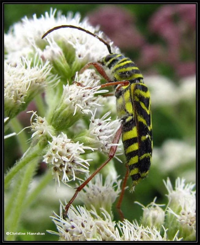 Locust borer (Megacyllene robinia) on Boneset