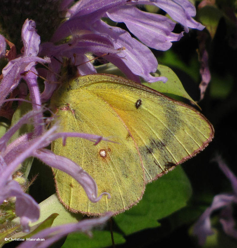 Clouded sulphur on Monarda