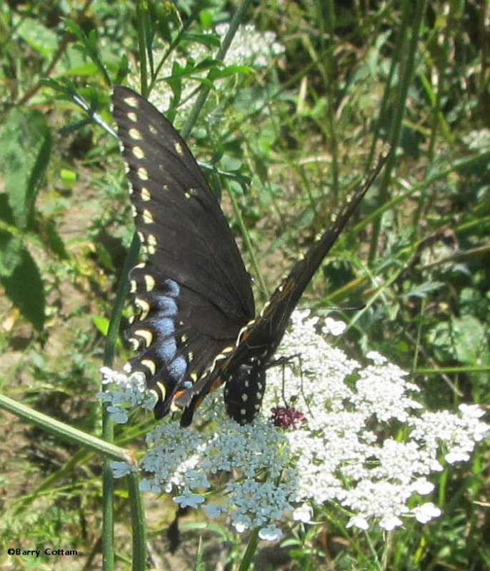 Black swallowtail (Papilio polyxenes)