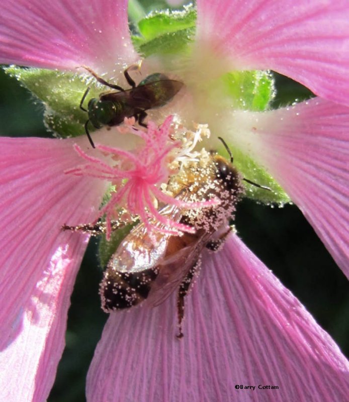 Sweat bee (Halictid) and Honey bee (Apis mellifera)