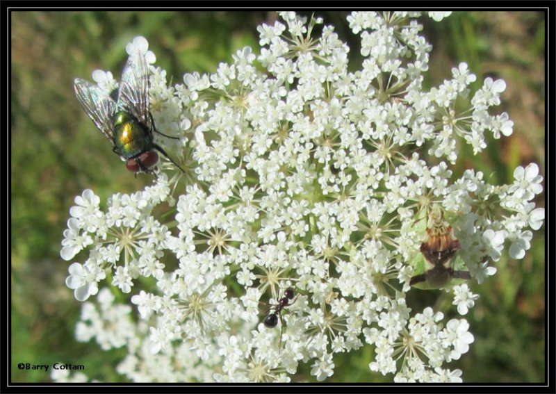 Ant, fly and ambush bug on Queen Anne's lace