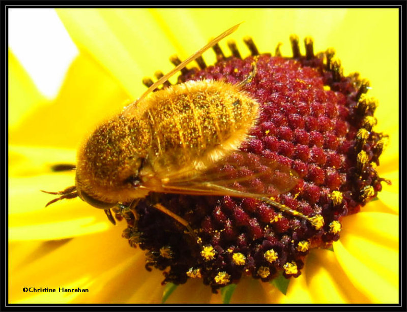 Bee fly (Sparnopolius confusus)
