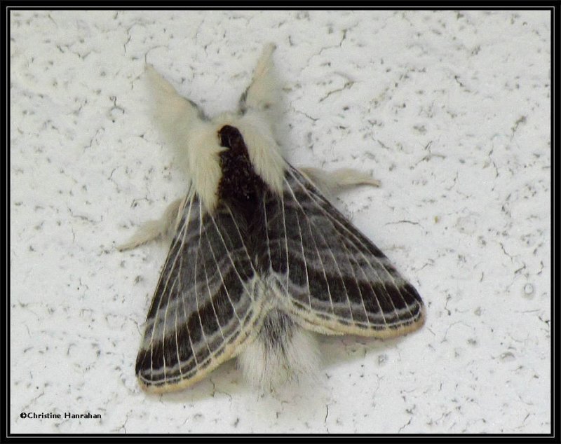 Larch lappet moth (Tolype laricis), female, #7673