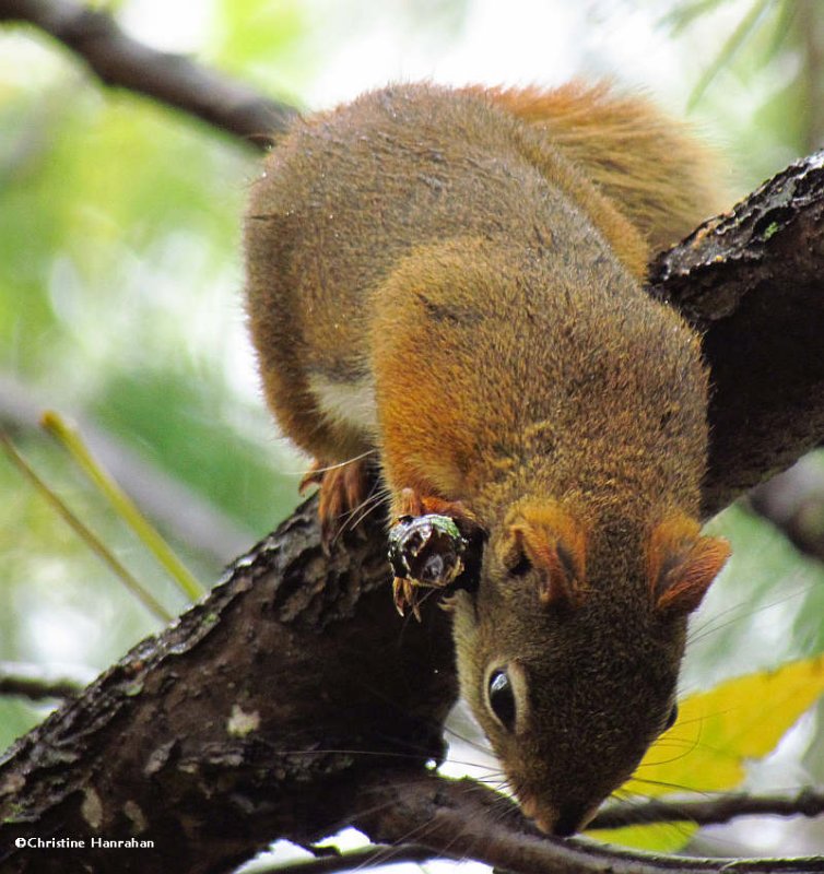 who's stealing my walnuts?!