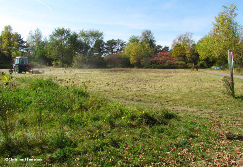 Old Field, after cutting