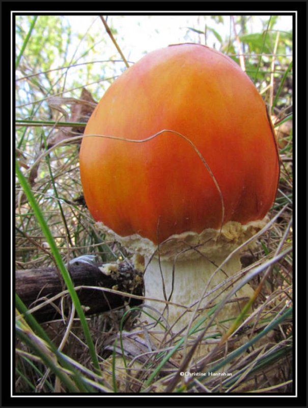 Mushroom, possibly an Amanita sp.