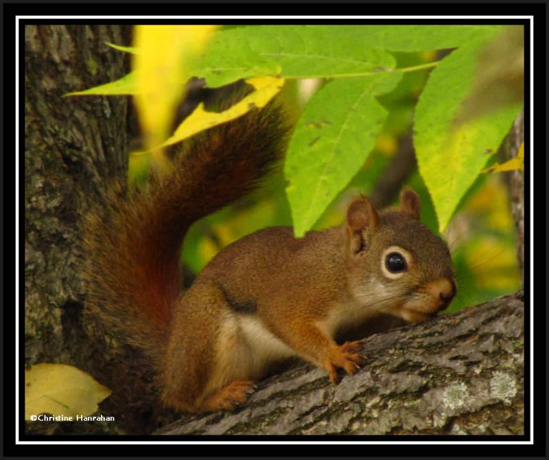 Red on walnut tree