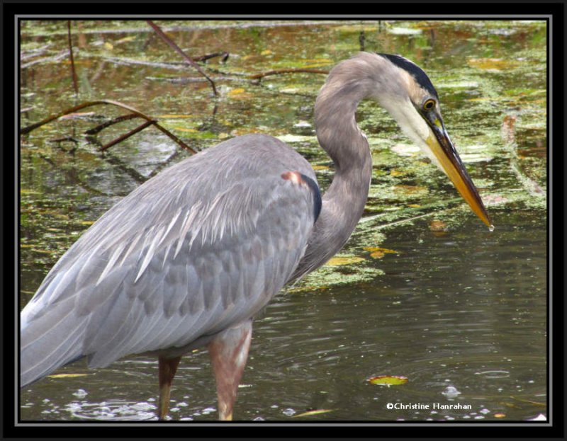 Great blue heron