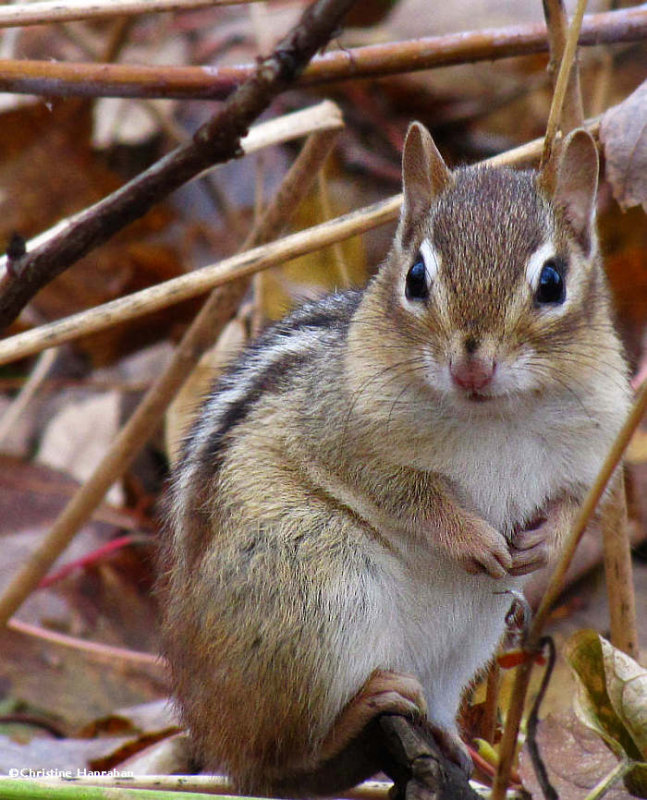 Chipmunk