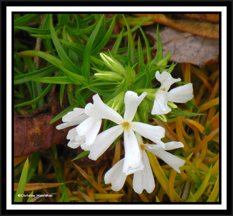 Creeping phlox