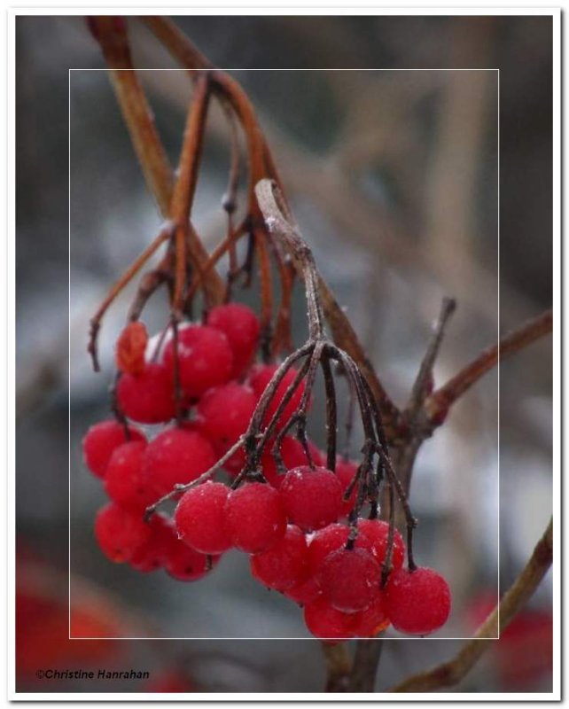 Highbush cranberry (Viburnum opulus)