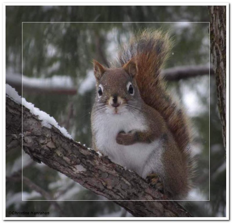 Red squirrel