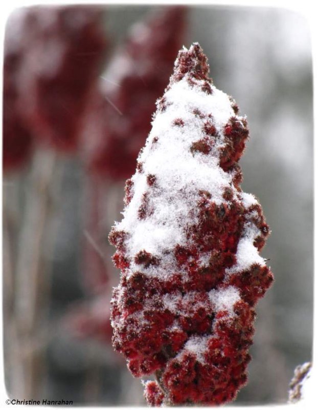 Staghorn sumac branch  (Rhus typhina)