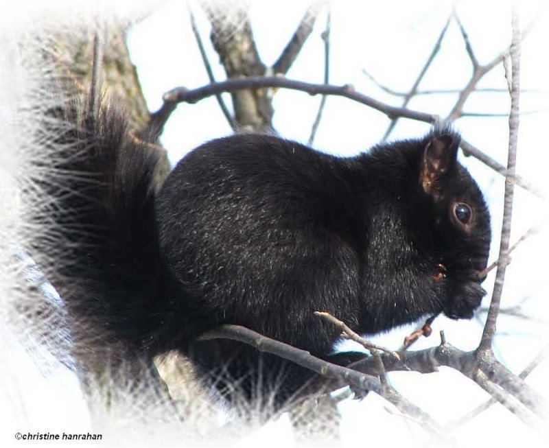 Black squirrel eating buds