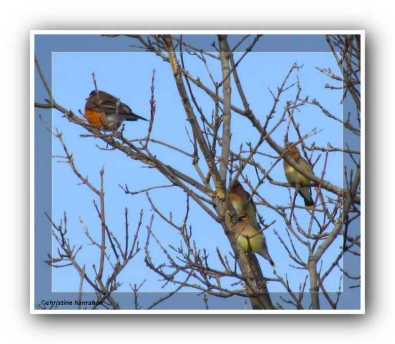 American robin and cedar waxwings