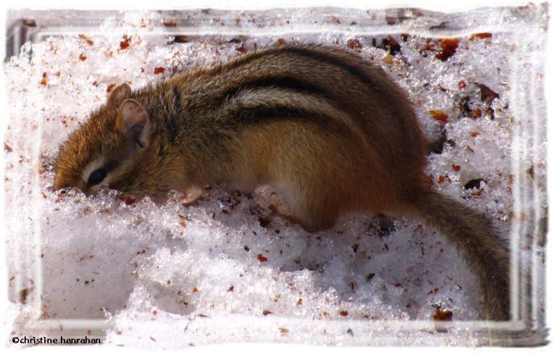 Chipmunk burrowing in snow