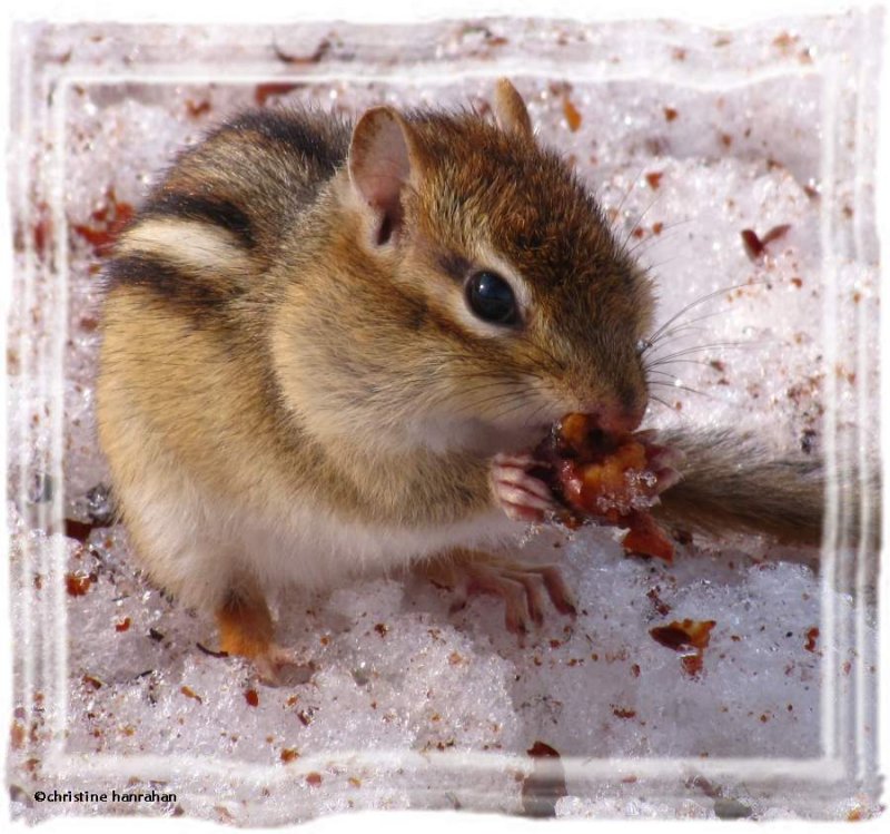 Winter chipmunk