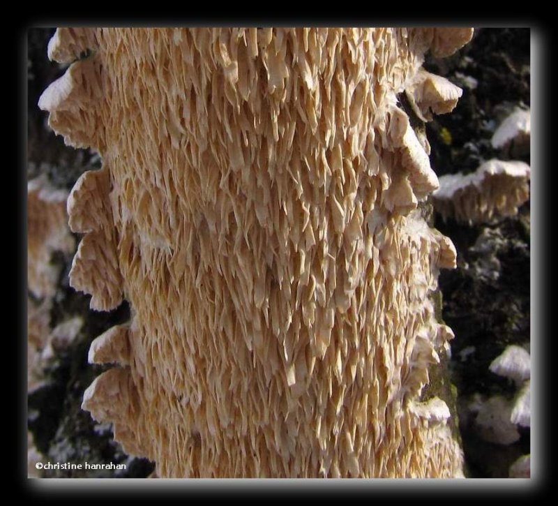 Irpex lacteus