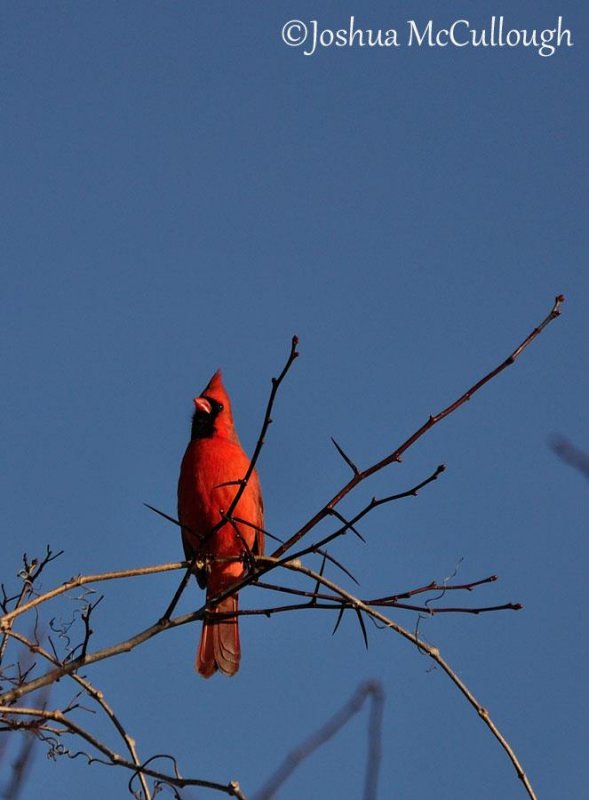 Northern cardinal, male