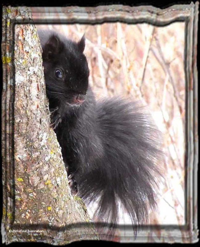 Grey squirrel, black phase