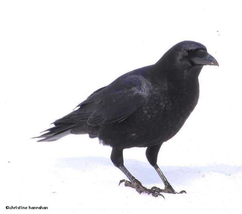 American crow