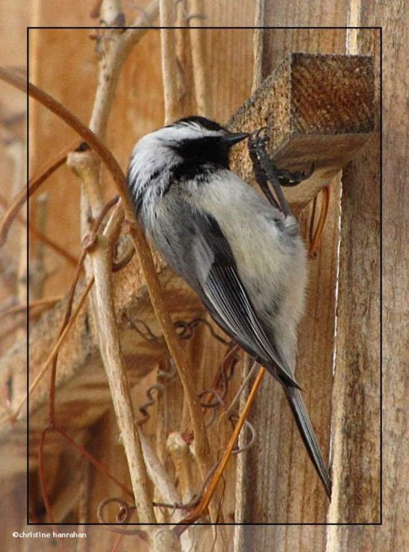 Black-capped chickadee
