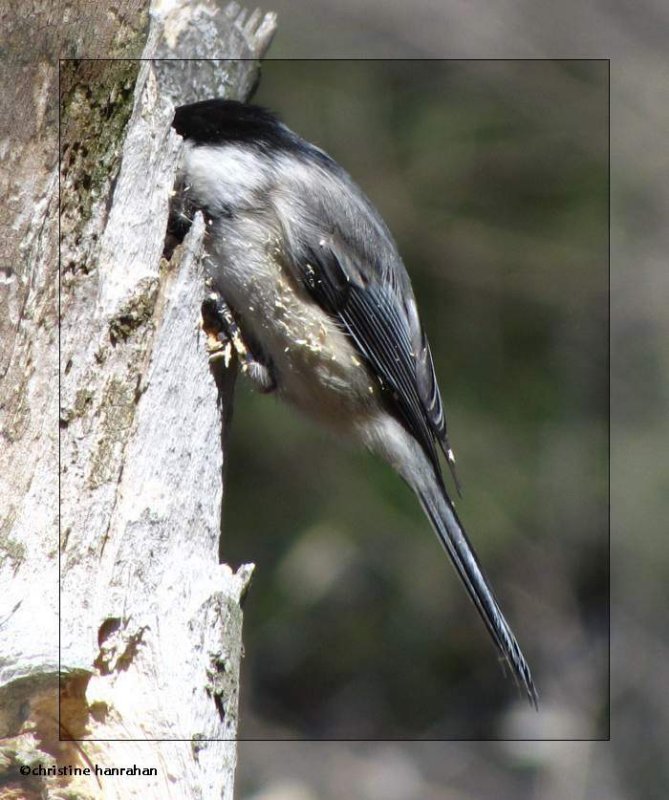 Black-capped chickadee