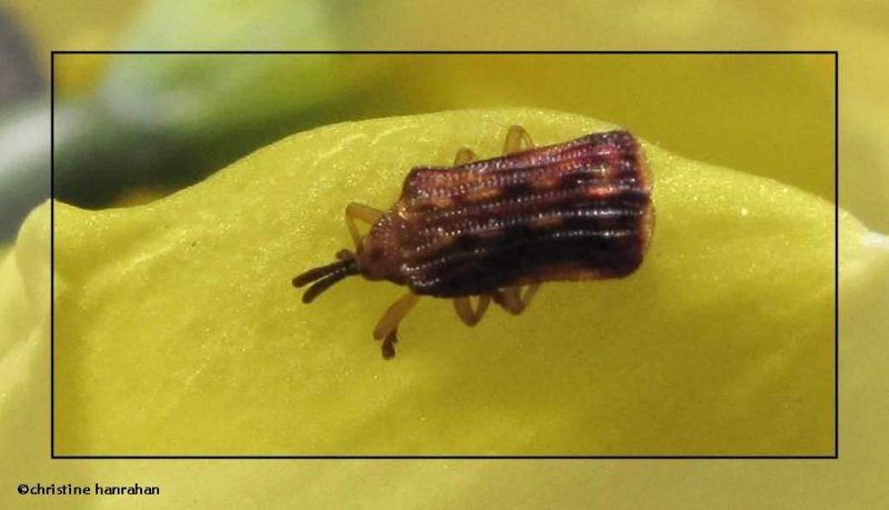 Leaf-mining beetle (Baliosus sp.)