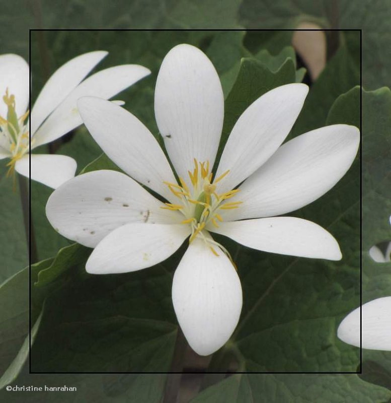 Bloodroot (Sanguinaria canadensis)